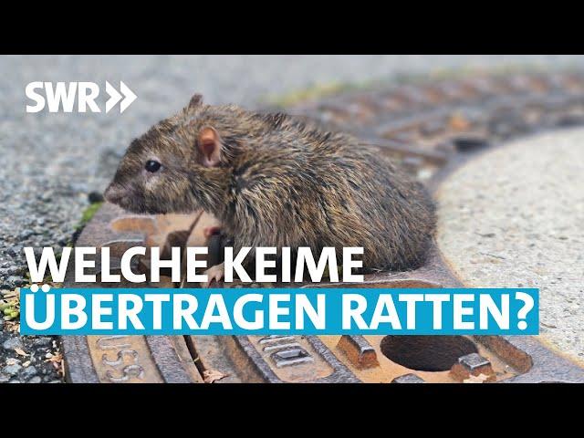 Risiko Ratten – wie gefährlich sind sie wirklich? | SWR Wissen