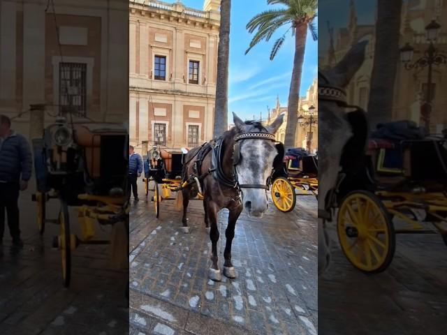 Shorts승리의광장(세비야대성당)Triumph Square between Seville Cathedral & Alcazar Entrance in Seville,Spain스페인