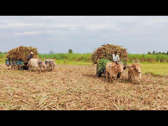 Bullock Cart Ride | Bullock Cart Race