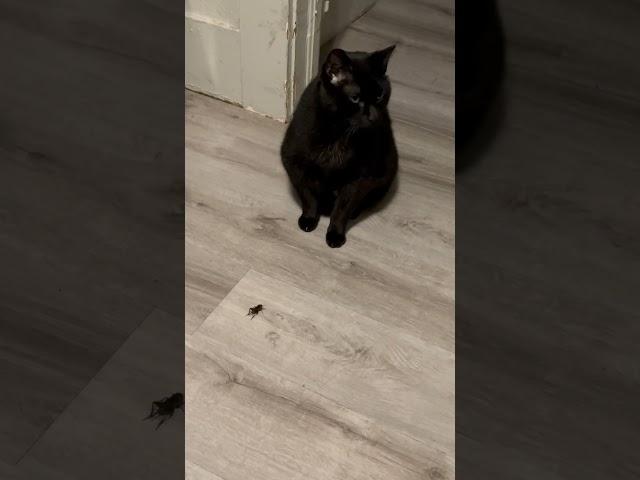 My cat versus a cricket ￼