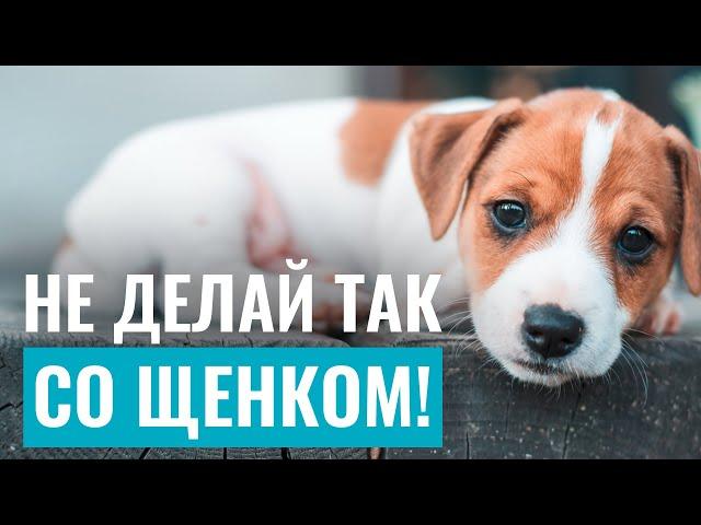 НЕ ДЕЛАЙТЕ ЭТОГО СО ЩЕНКОМ! Дрессировка щенка: 10 критических ошибок в воспитании собаки!