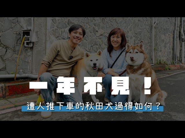 一年不見！遭人推下車的秋田犬過得如何？