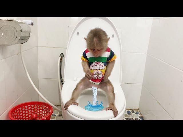 Smart monkey SinSin pees in the potty without help from Dad