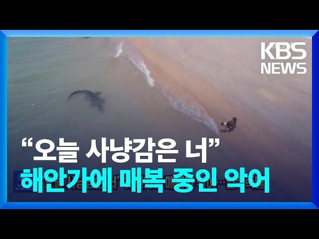 “오늘 사냥감은 너” 해안가에 매복 중인 악어…일촉즉발 [잇슈 SNS] / KBS  2024.03.13.