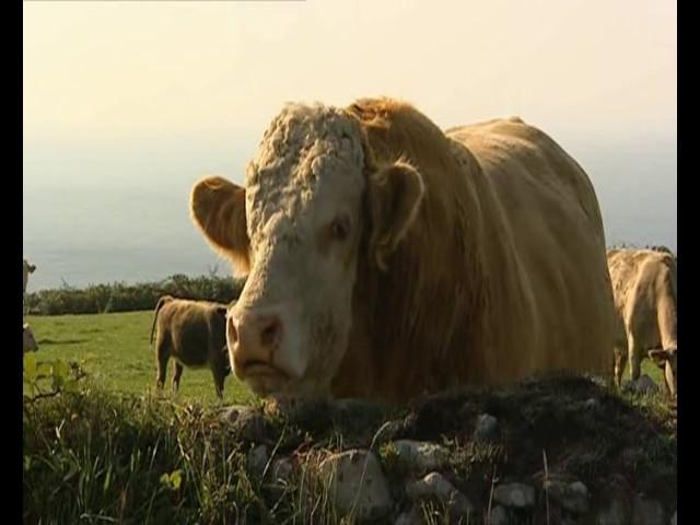 A Wild Cornish Summer - BBC 2005