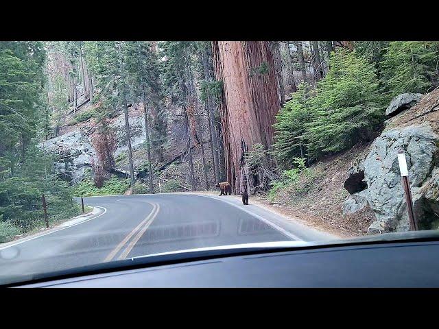 Very lonely scenic drive along the Generals Highway at Sequoia and Kings Canyon National Park