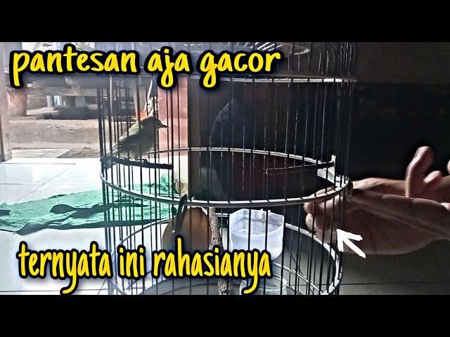 berbagi tips dan cara jitu perawatan kecial kuning agar gacor.,belajar sambil bercanda bersama bang