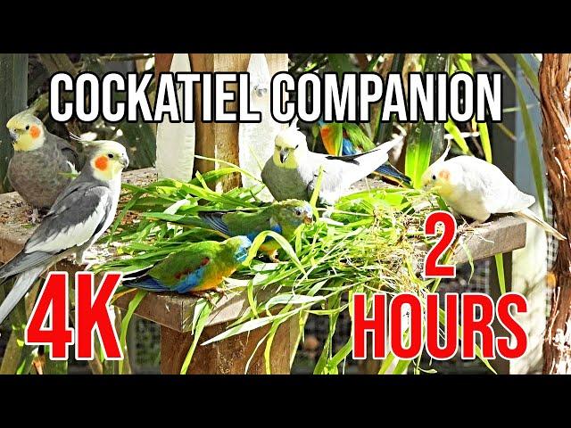4K Cockatiel Companion 2 Hours of Birds for your Cockatiel