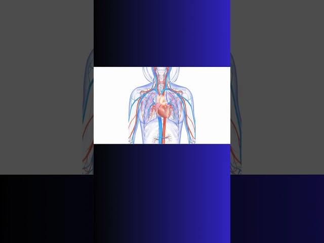 ENDOTHELIUM and WEIGHT LIFTING! #weightlifting #exercise  #cardiovascular  #physiology #bloodflow