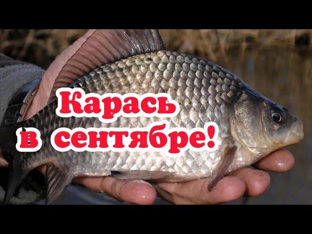 Как поймать карася в сентябре? Ловля карася в сентябре на поплавочную удочку и фидер.