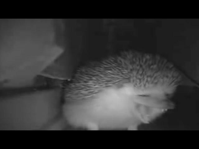 the hedgehog sneezed and farted at the same time