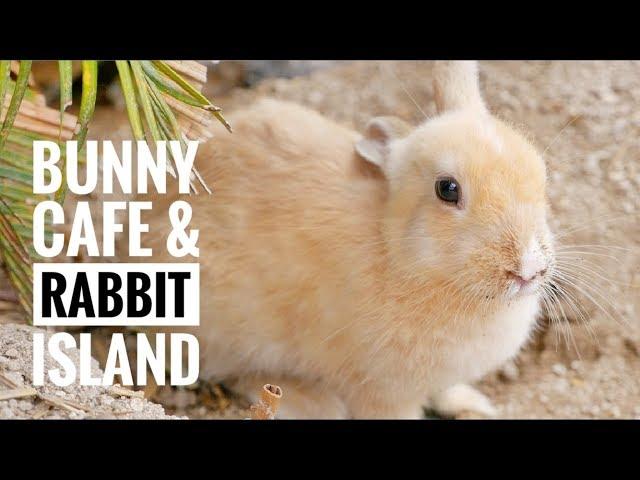 BUNNY CAFE (Tokyo) // RABBIT ISLAND (Okunoshima)