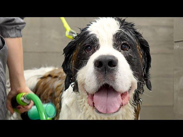 Giant St. Bernard is acting like a pro wrestler at the grooming salon