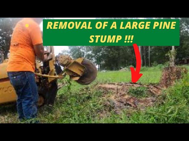 Removal of a Large Pine Stump With Rayco Rg50 Stump Grinder