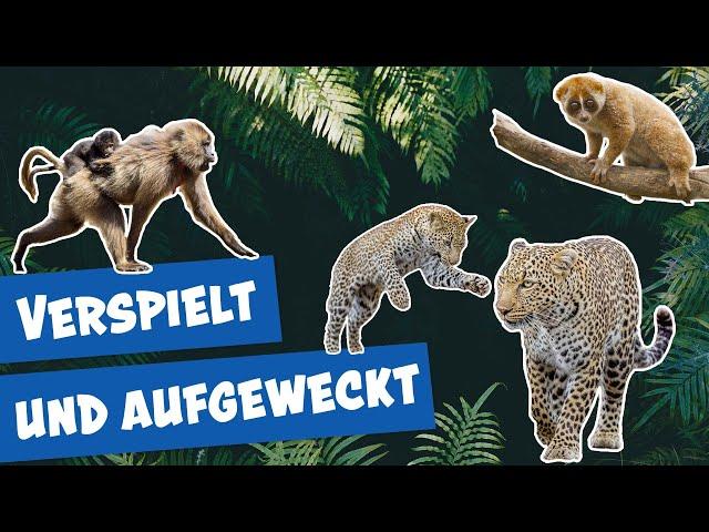 Spannende Familiendynamiken im Tierpark Berlin | Panda, Gorilla und Co.