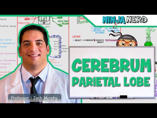 Neurology | Cerebrum: Parietal Lobe Anatomy & Function