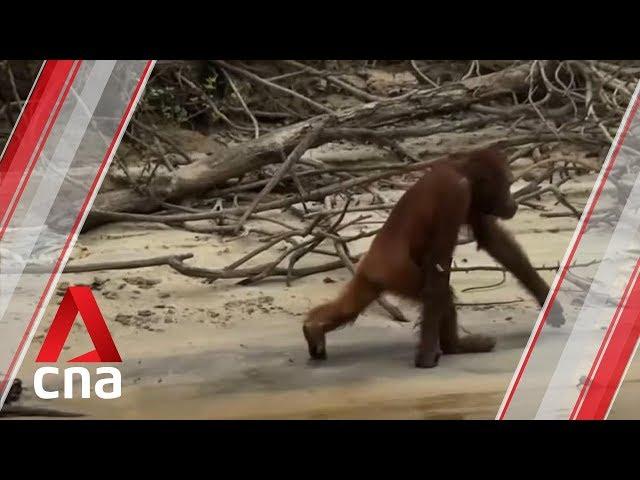 Orangutans fall victim as forest fires burn in Indonesia