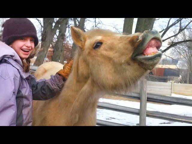 The World’s Funny Animals Are Here!  Best Funniest Animal Videos Of The Year