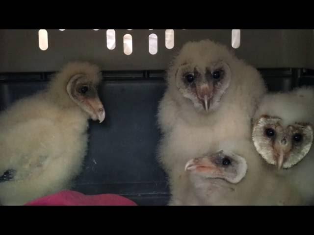 The Ghostly Noises of Baby Barn Owls