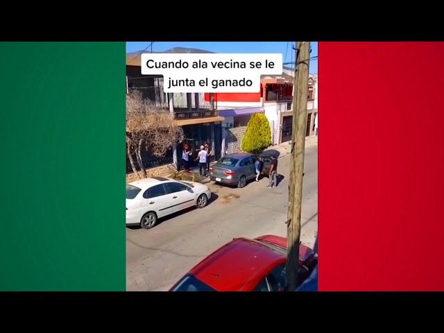 MEMES MEXICANOS 28