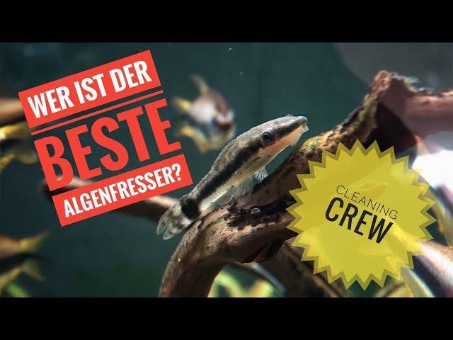 Die besten Algenfresser für dein Aquarium