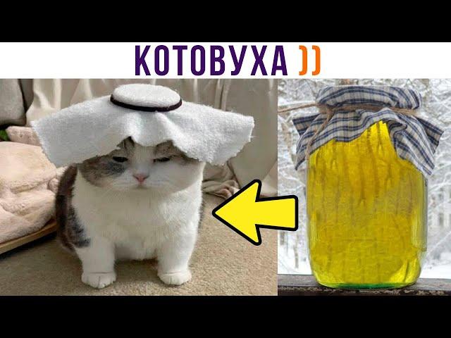 КОТОВУХА ))) Приколы с котами | Мемозг 1194