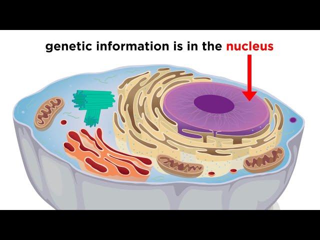 Eukaryotic Cells Part 1: Animal Cells and Endosymbiotic Theory