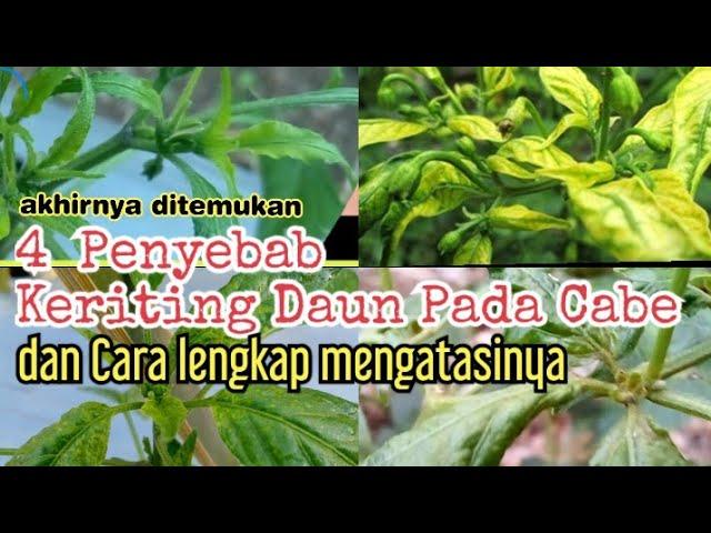 Keriting Daun cabe ada 4 jenis. berikut penjelasan lengkap dan cara mengatasinya