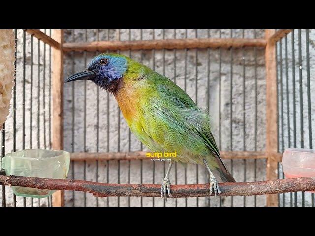 Cucak Kinoy | Burung kinoy | Kinoy jantan | Suara cucak kinoy