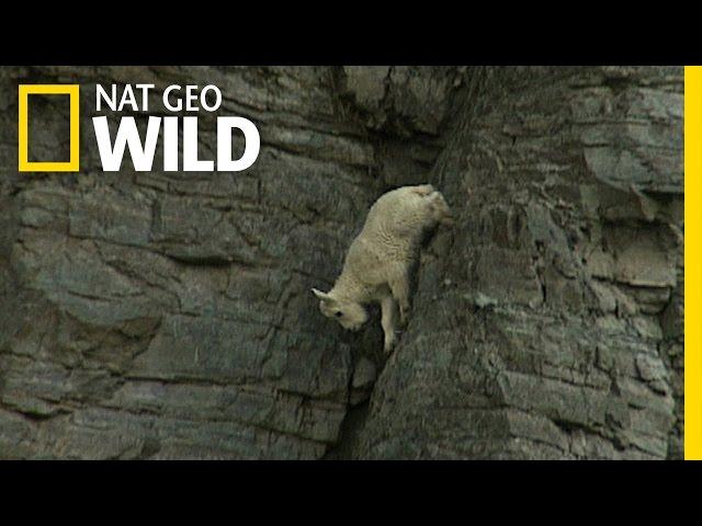 Rock-Climbing Goats | World Wide Web