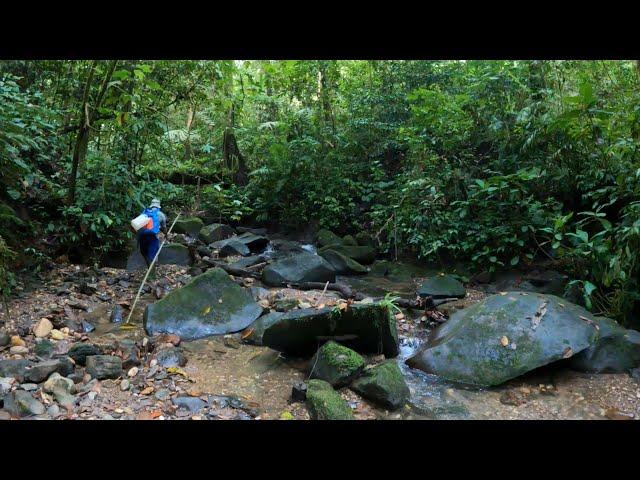 Petualang NgeCamp Di Hutan Rimba Bukan Sembarang Camping Overnight Petualangan Bushcraft Part 26