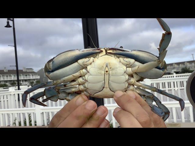 Crabbing at Barnegat NJ