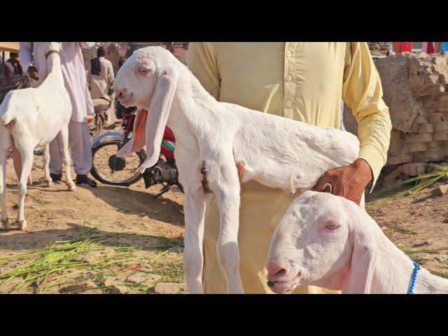 25 Bakre 20 bakriyan Rajan Puri Gulabi Naveed goat farm pe for sale Hain