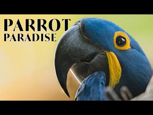 Parrot Paradise | In the Field with Donal Boyd