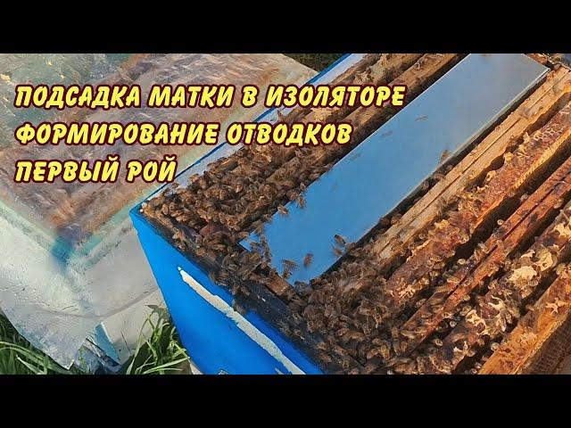 пчеловодство. подсадка матки в изоляторе,  формирование отводков первый рой