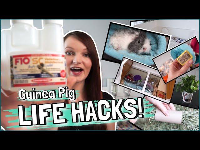 10 Awesome Guinea Pig LIFE HACKS you NEED to know!
