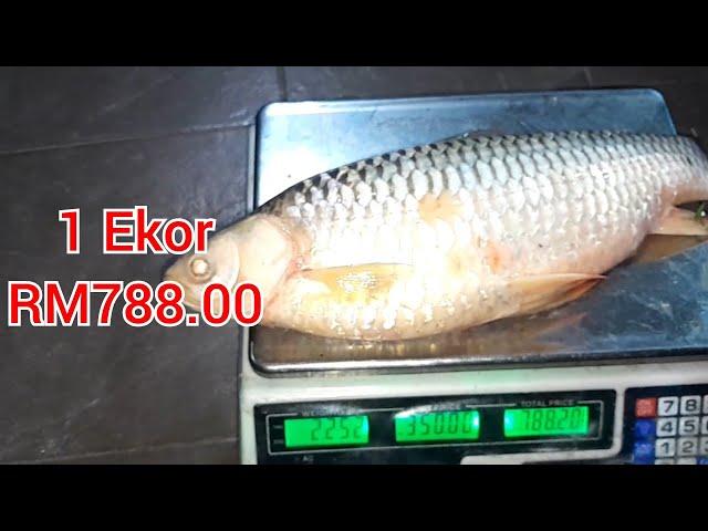 Ikan kayangan. Terus kena lamar oleh tauke. Barang padu.