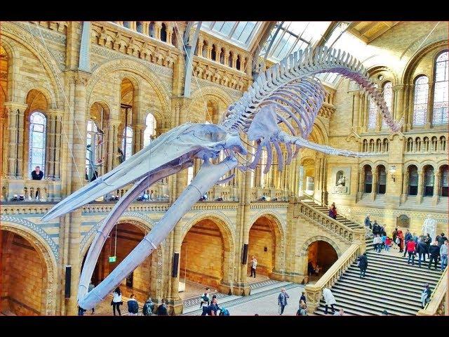 World Most Impressive Natural History Museum | London
