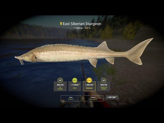 HUGE East Siberian  Sturgeon Trophy Tunguska River Russian Fishing 4 RF4