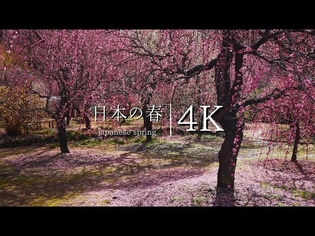 Paradise of Plums: Visiting Kinoshita's Weeping Plum Garden - A Couple's Labor of Love - JAPAN in 4K