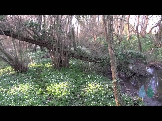 HYDROPHYLLUM - Passeggiata nel sottobosco