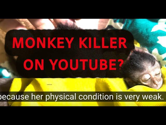 Baby Monkey Torture - Berkah monpai Livestream