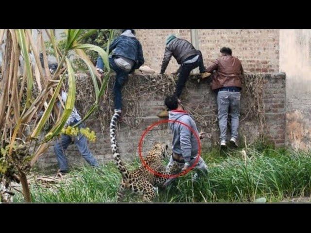 20 Most Dangerous Wild Animal Attacks Caught on Camera 