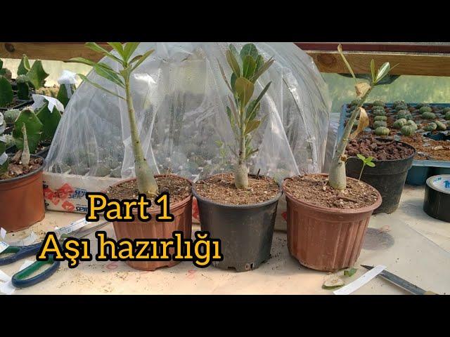 Adenium "ÇÖL GÜLÜ" bakımı