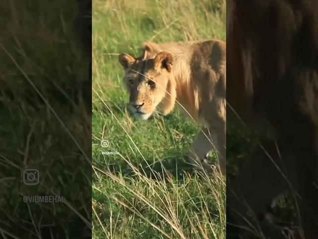 Monarchs of the Savannah,  Africa's Magnificent Lions"