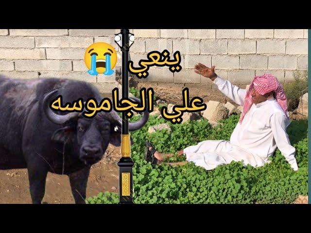 باعو الجاموسه / ينعي علا الدواب  نعي حزين اخايفه #نعاوي