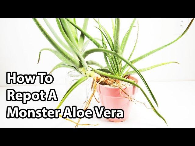 How To Repot And Divide Aloe Vera Plants ( Repotting Tips )