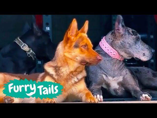 Dogs Look After Little Girl | Furry Tails