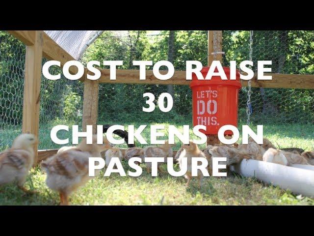 Cost to Raise 30 Chickens on Pasture