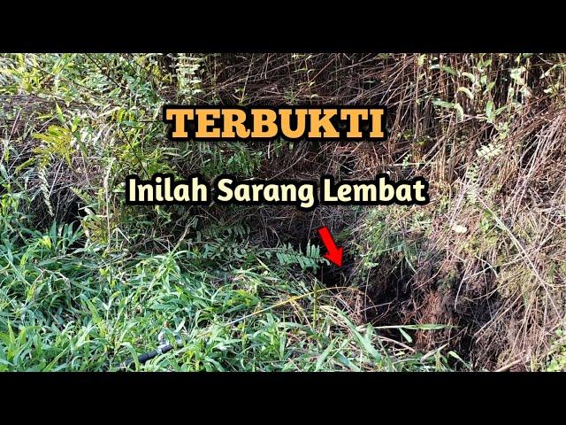 CARA MENCARI LOBANG LEMBAT DI PERKEBUNAN KELAPA SAWIT|| TERBUKTI AMPUH